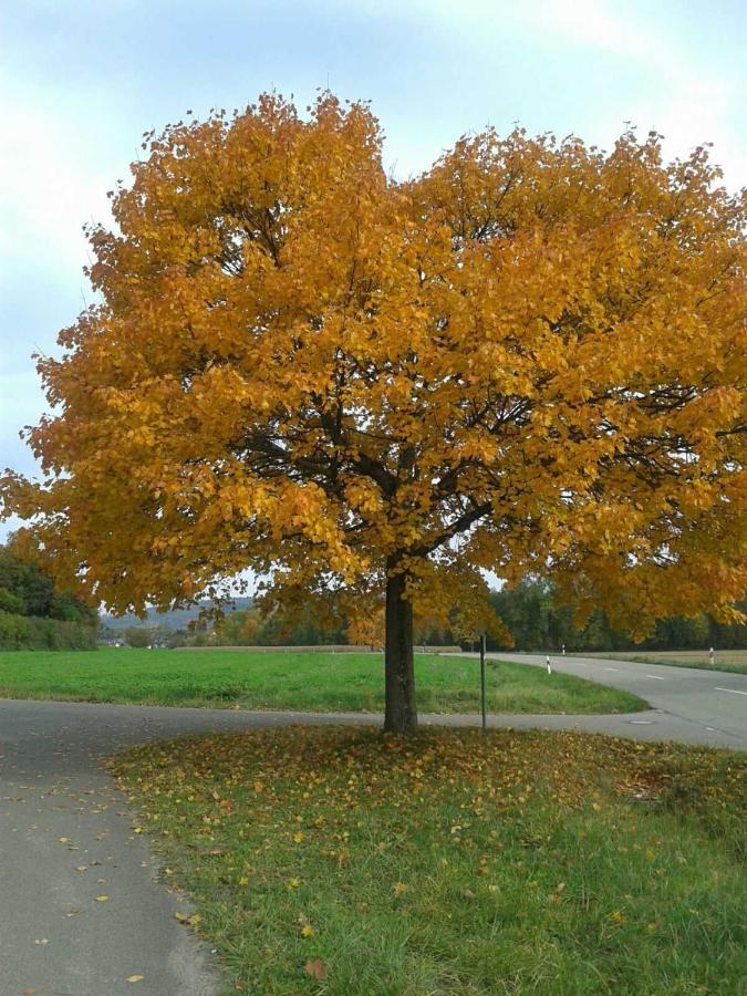 Galerie Ueber Den Gaerten Herbolzheim Kültér fotó